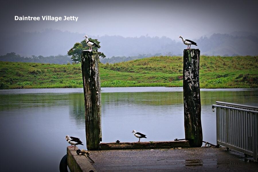 Egrets Rest Villa Daintree Exteriör bild