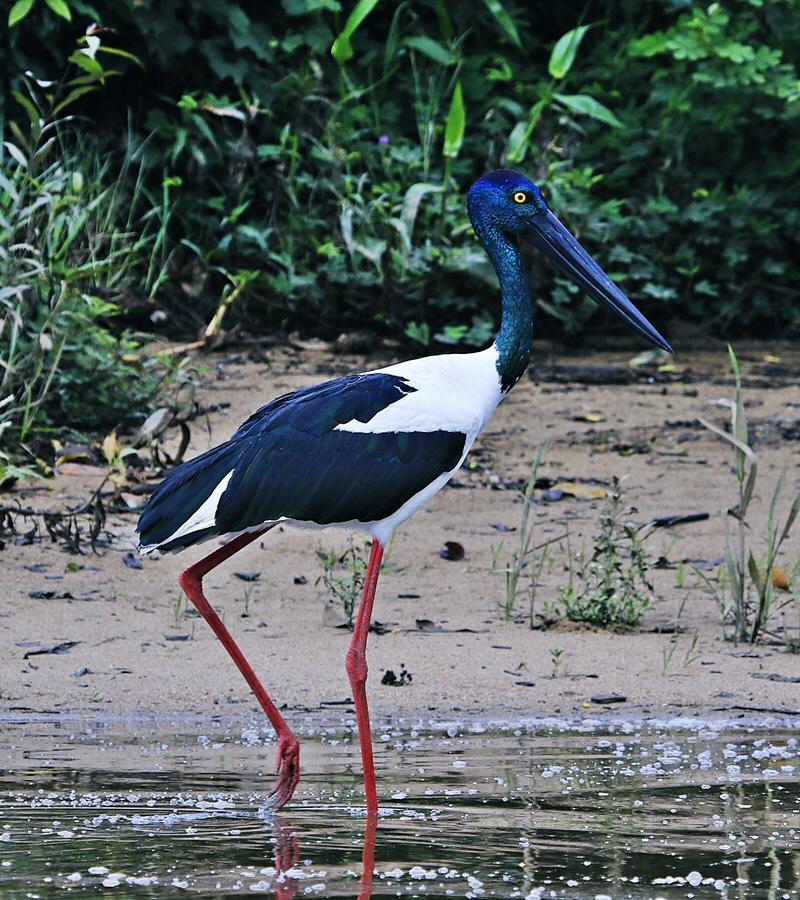 Egrets Rest Villa Daintree Exteriör bild