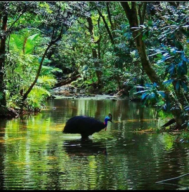 Egrets Rest Villa Daintree Exteriör bild